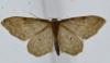 Idaea fuscovenosa